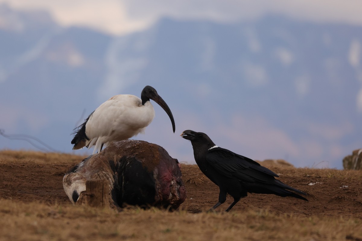White-necked Raven - ML645782649