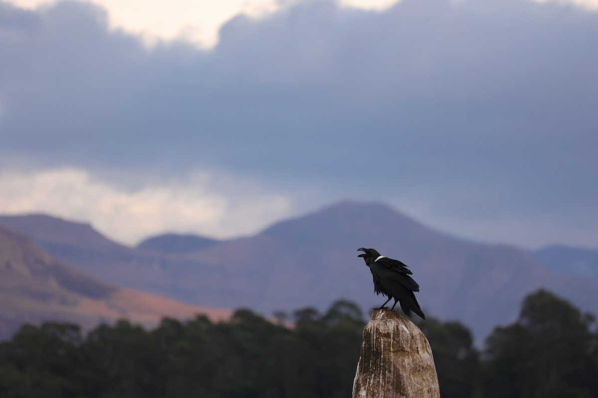 White-necked Raven - ML645782651