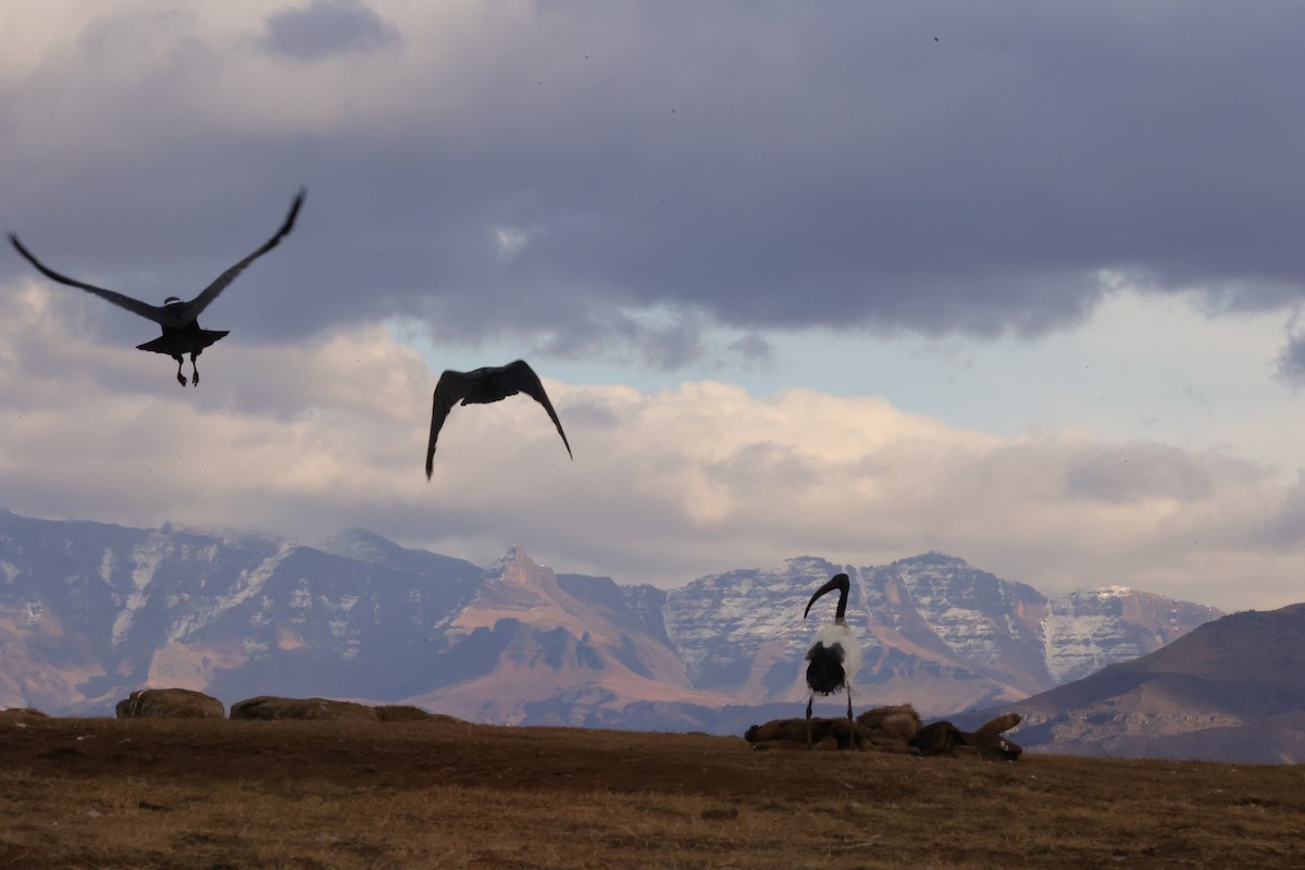 White-necked Raven - ML645782652