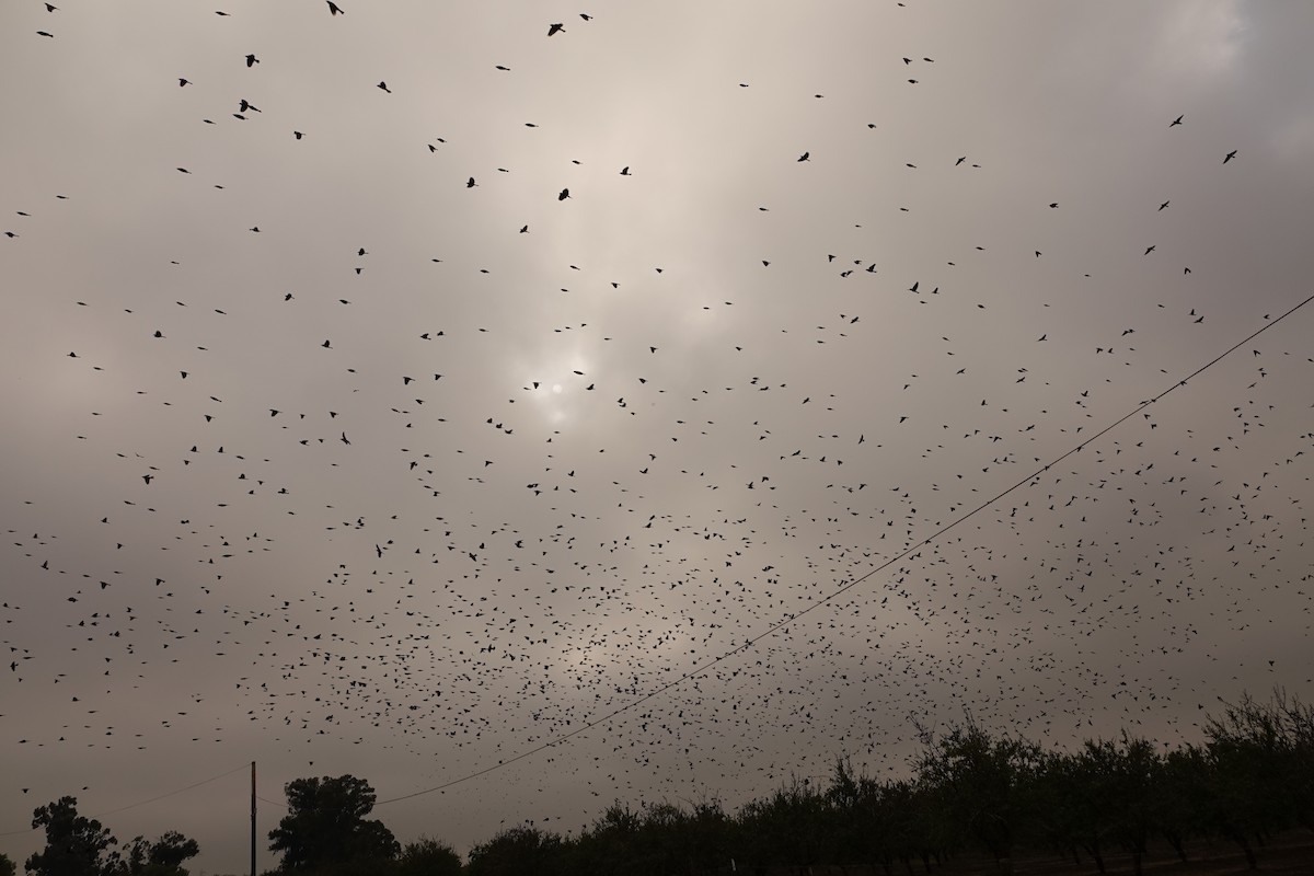 blackbird sp. - ML645782655