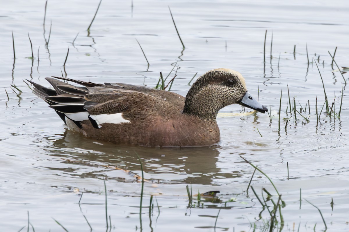 American Wigeon - ML645782658