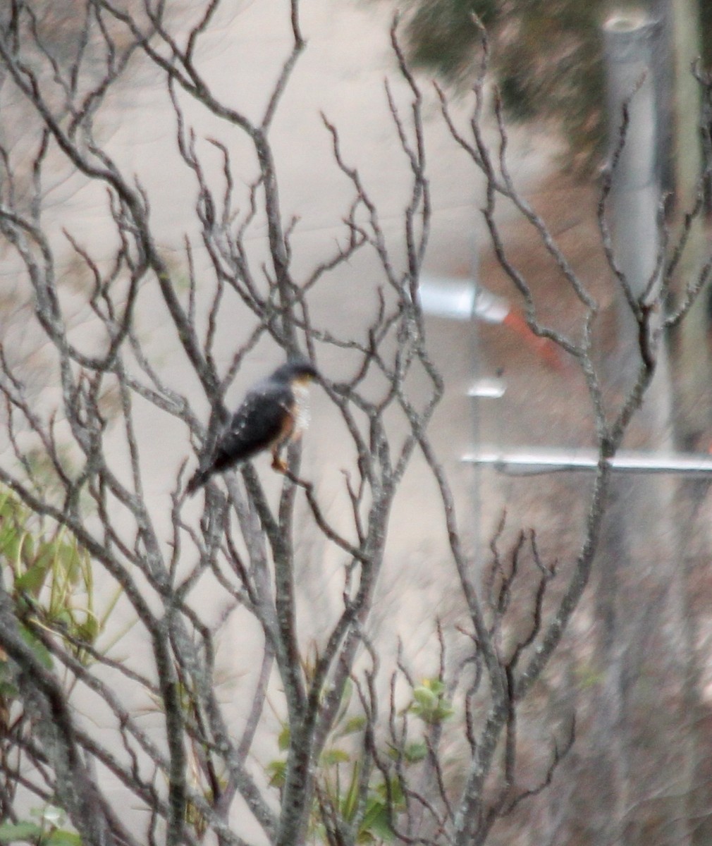 Sharp-shinned Hawk (Rufous-thighed) - ML645782660