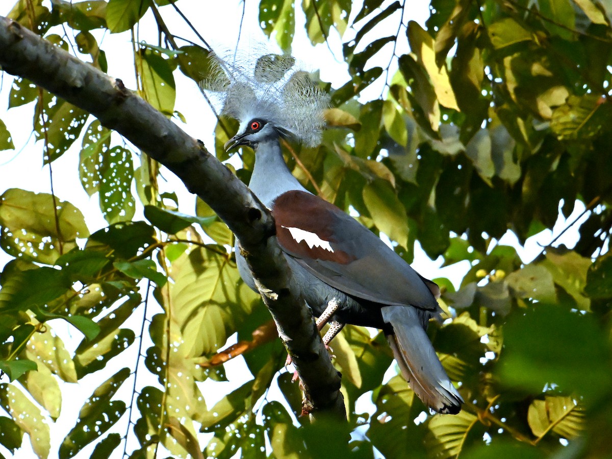 Western Crowned-Pigeon - ML645782670