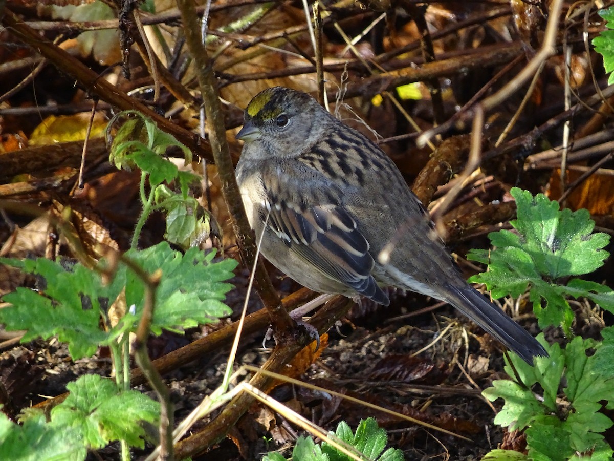 Golden-crowned Sparrow - ML645782680