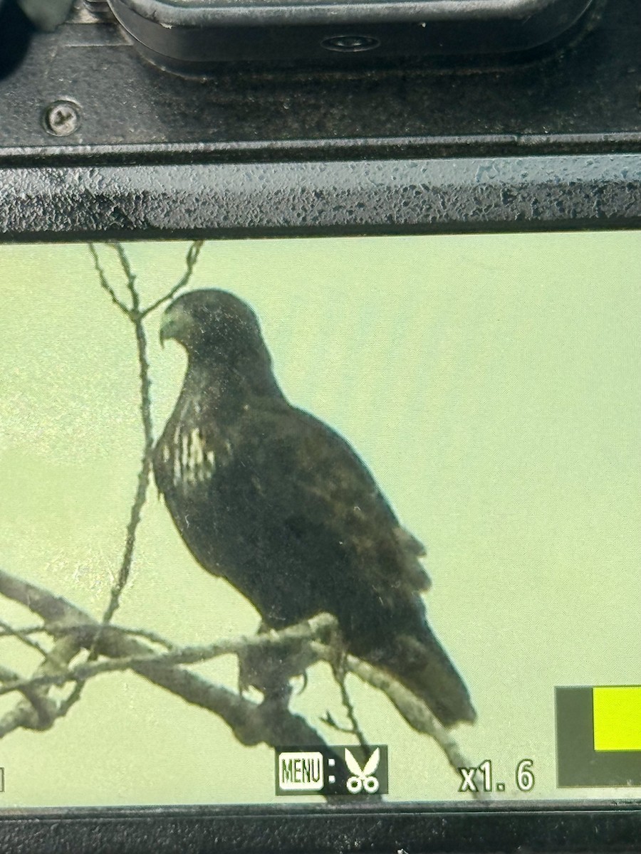 Red-tailed Hawk (Harlan's) - ML645782688