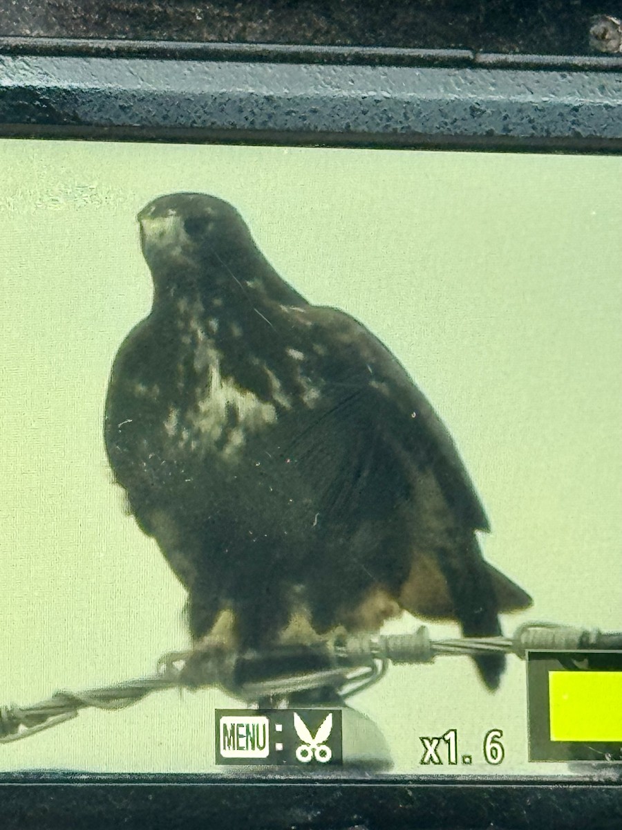 Red-tailed Hawk (Harlan's) - ML645782689