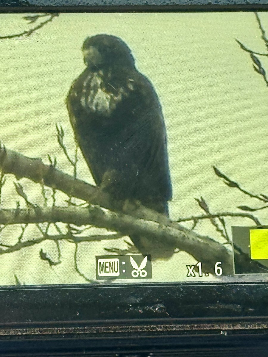 Red-tailed Hawk (Harlan's) - ML645782690