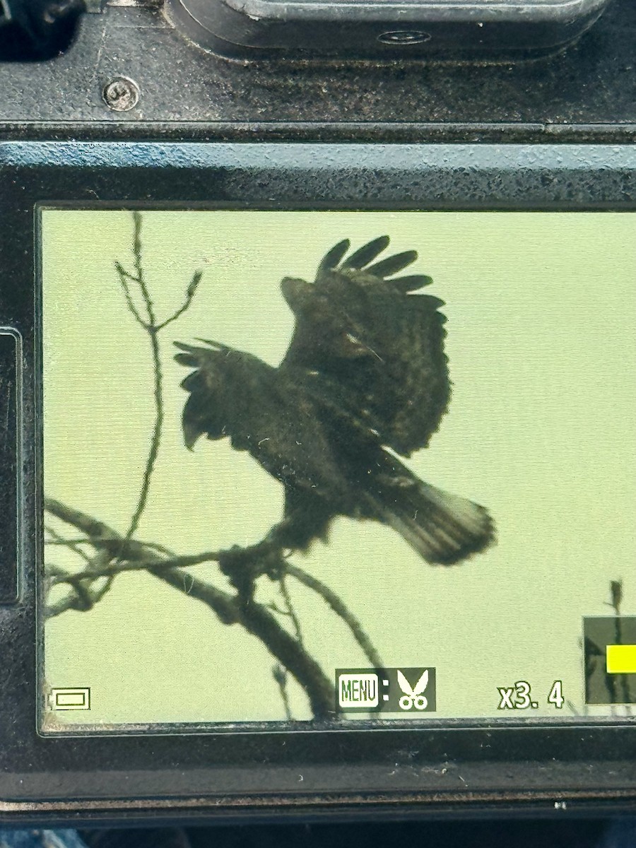 Red-tailed Hawk (Harlan's) - ML645782691