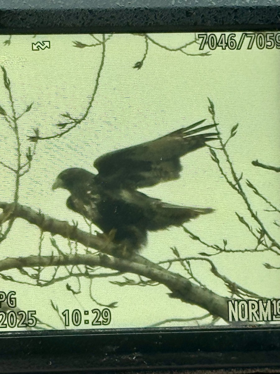 Red-tailed Hawk (Harlan's) - ML645782692