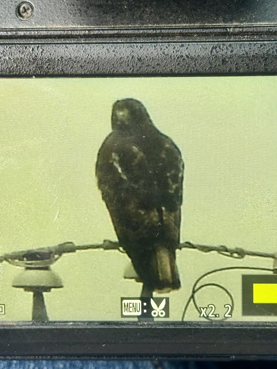 Red-tailed Hawk (Harlan's) - ML645782693