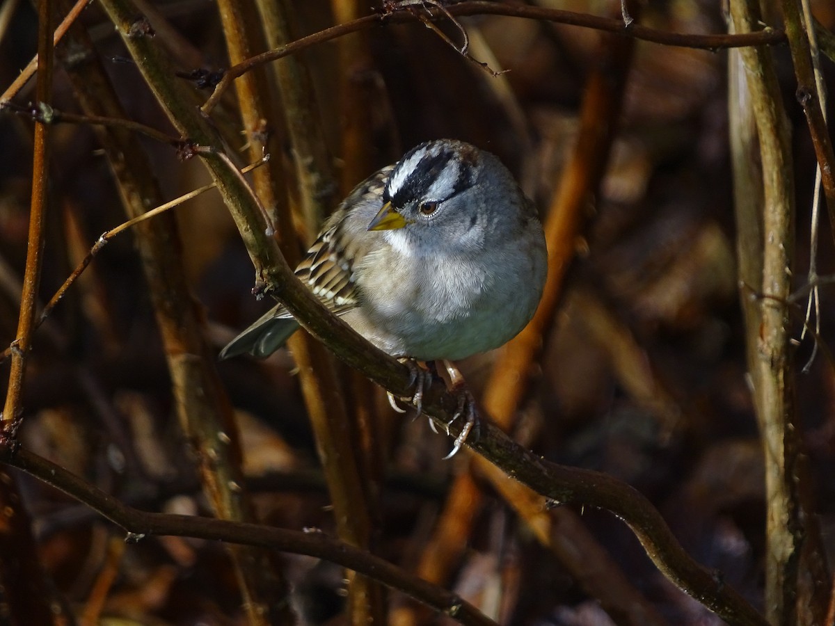 White-crowned Sparrow - ML645782696
