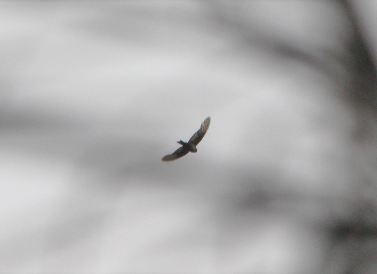 Sand-colored Nighthawk - ML645782699