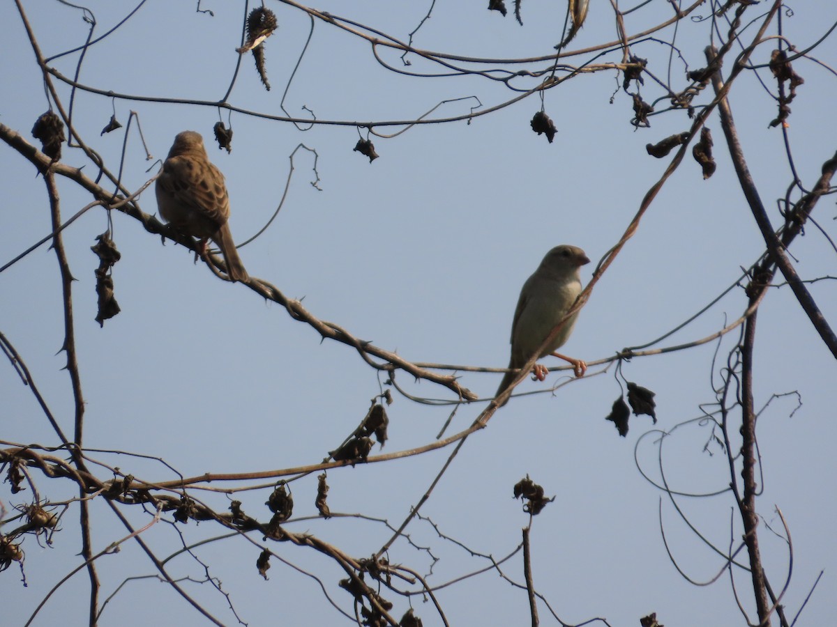 vrabec domácí - ML645782700