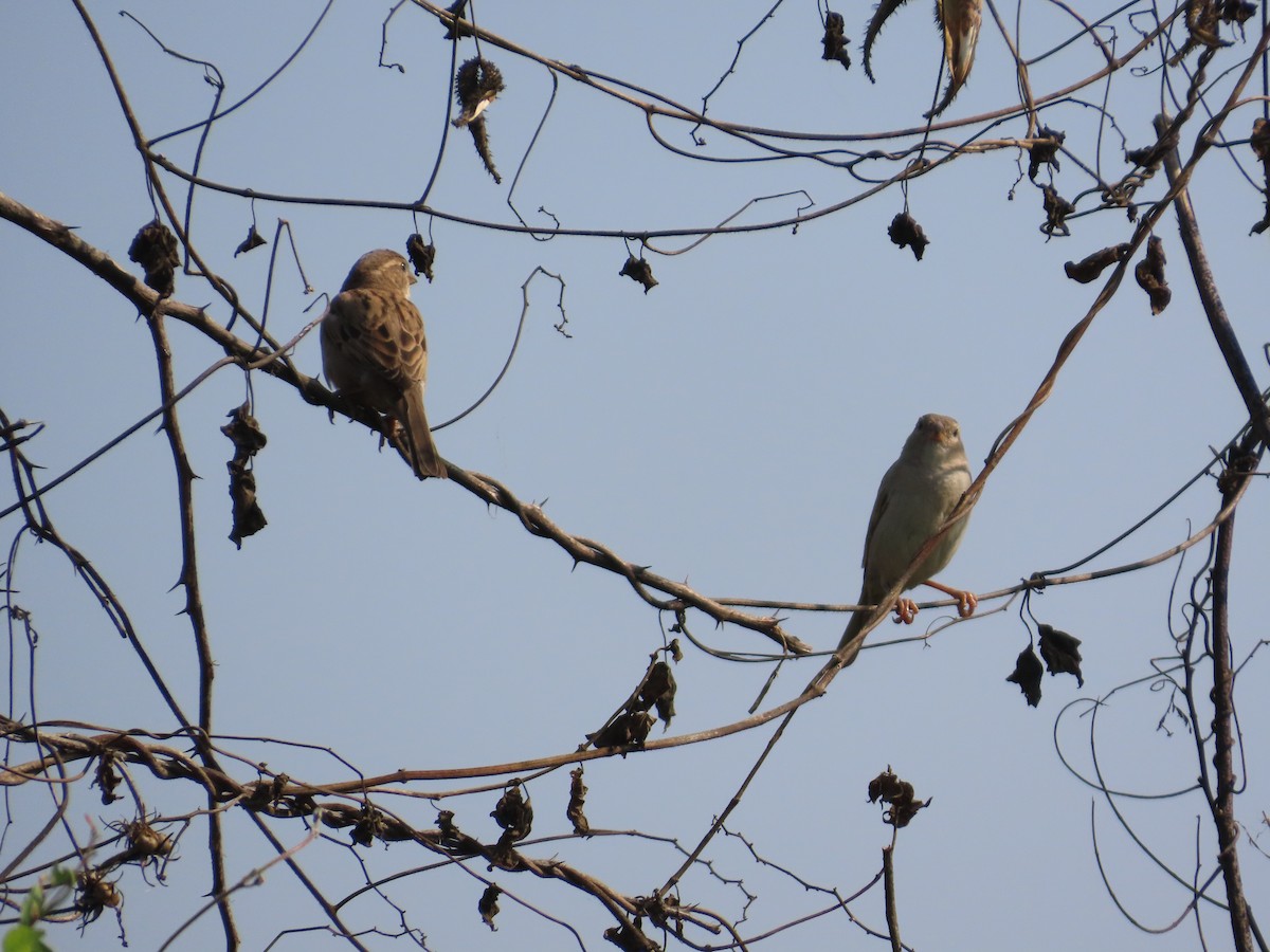 vrabec domácí - ML645782701