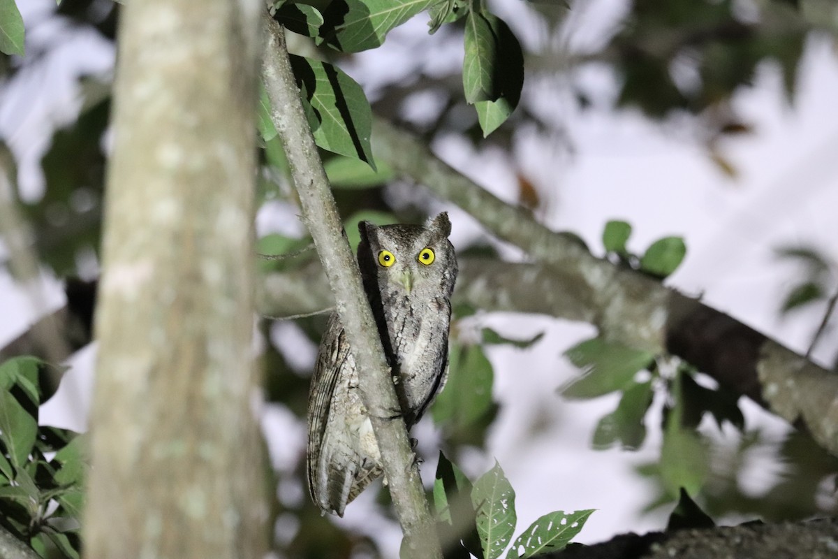 Pacific Screech-Owl - ML645782704