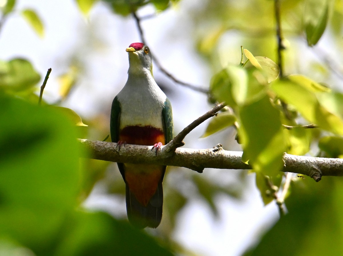 Beautiful Fruit-Dove - ML645782705