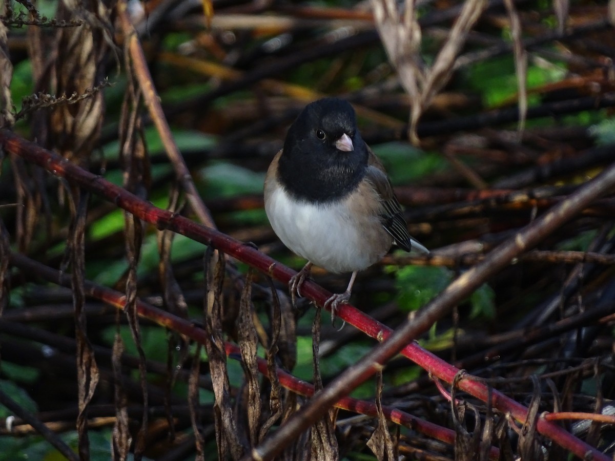 Dark-eyed Junco - ML645782707