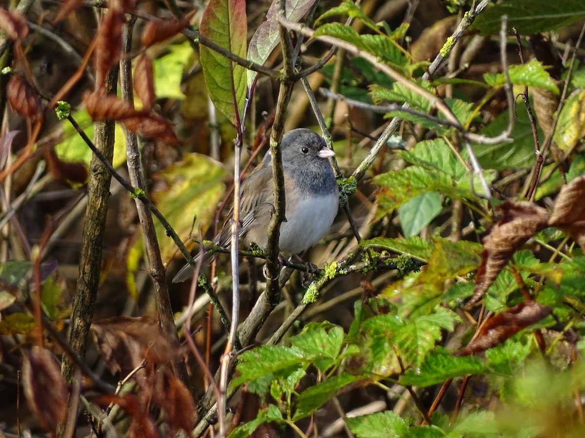 Dark-eyed Junco - ML645782708