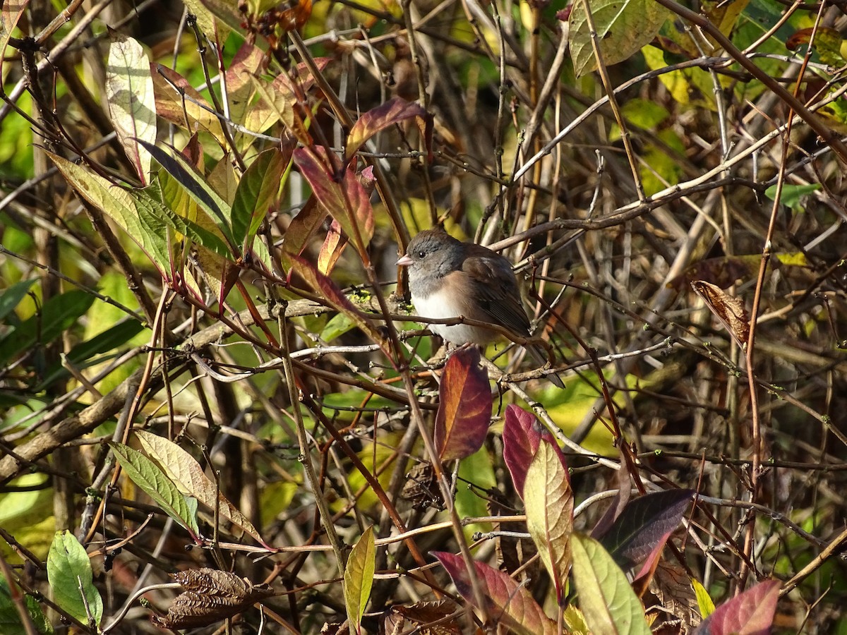 Dark-eyed Junco - ML645782709