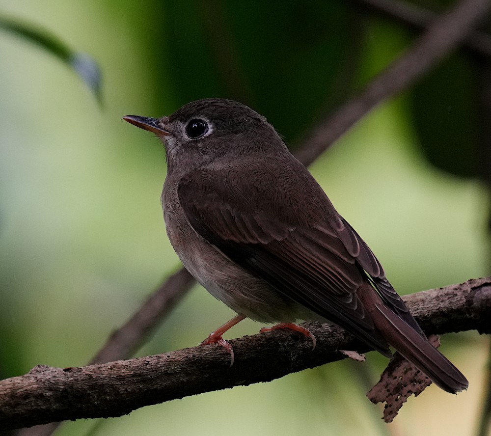 Brown-breasted Flycatcher - ML645782721