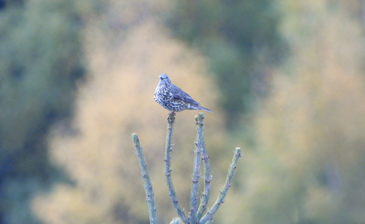 槲鶇 - ML645782732