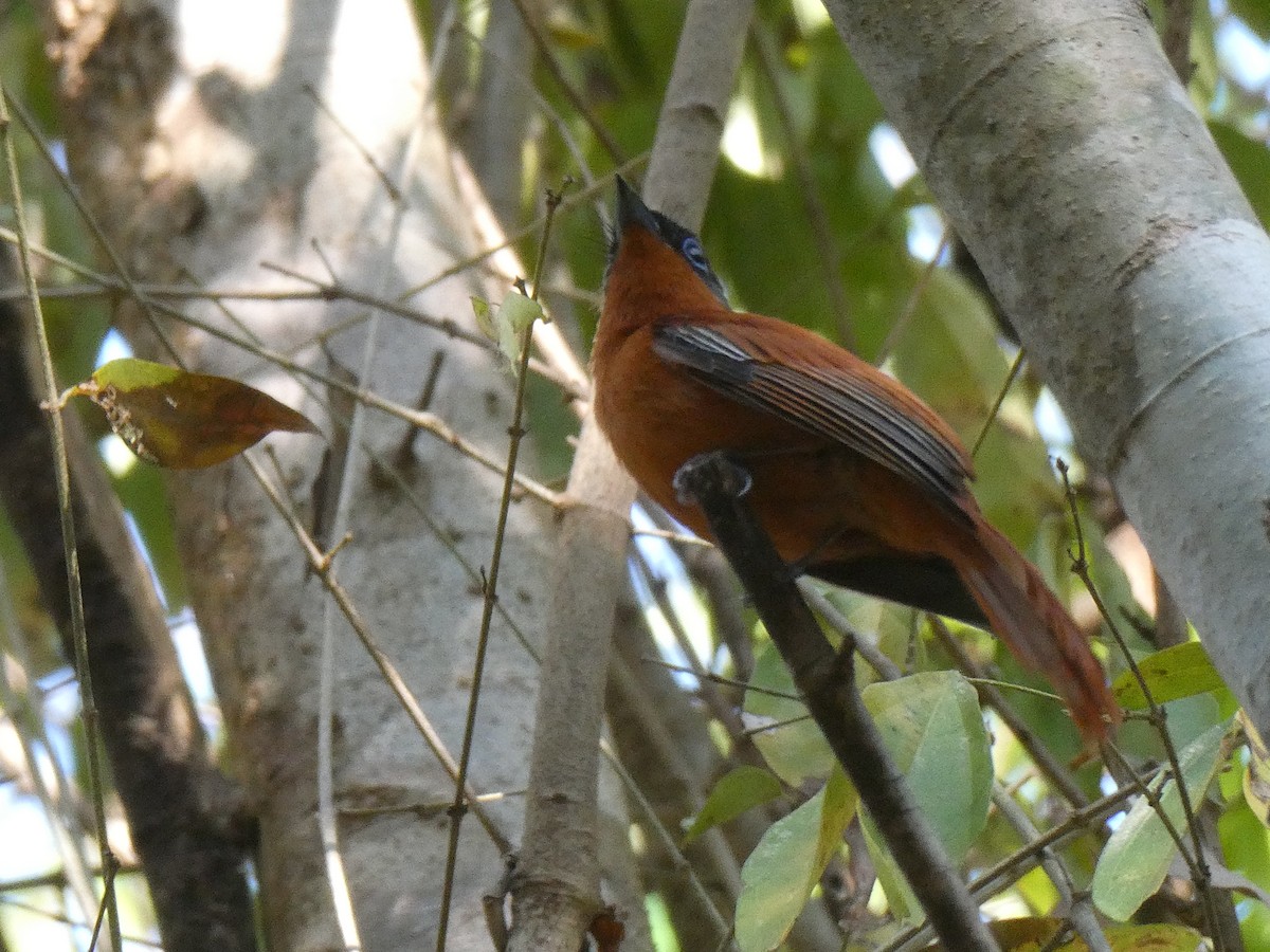 Malagasy Paradise-Flycatcher (Malagasy) - ML645782738