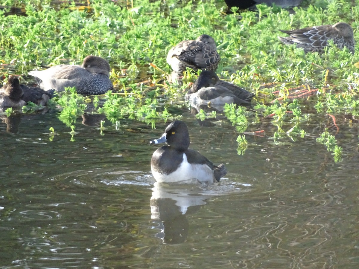 Ring-necked Duck - ML645782743