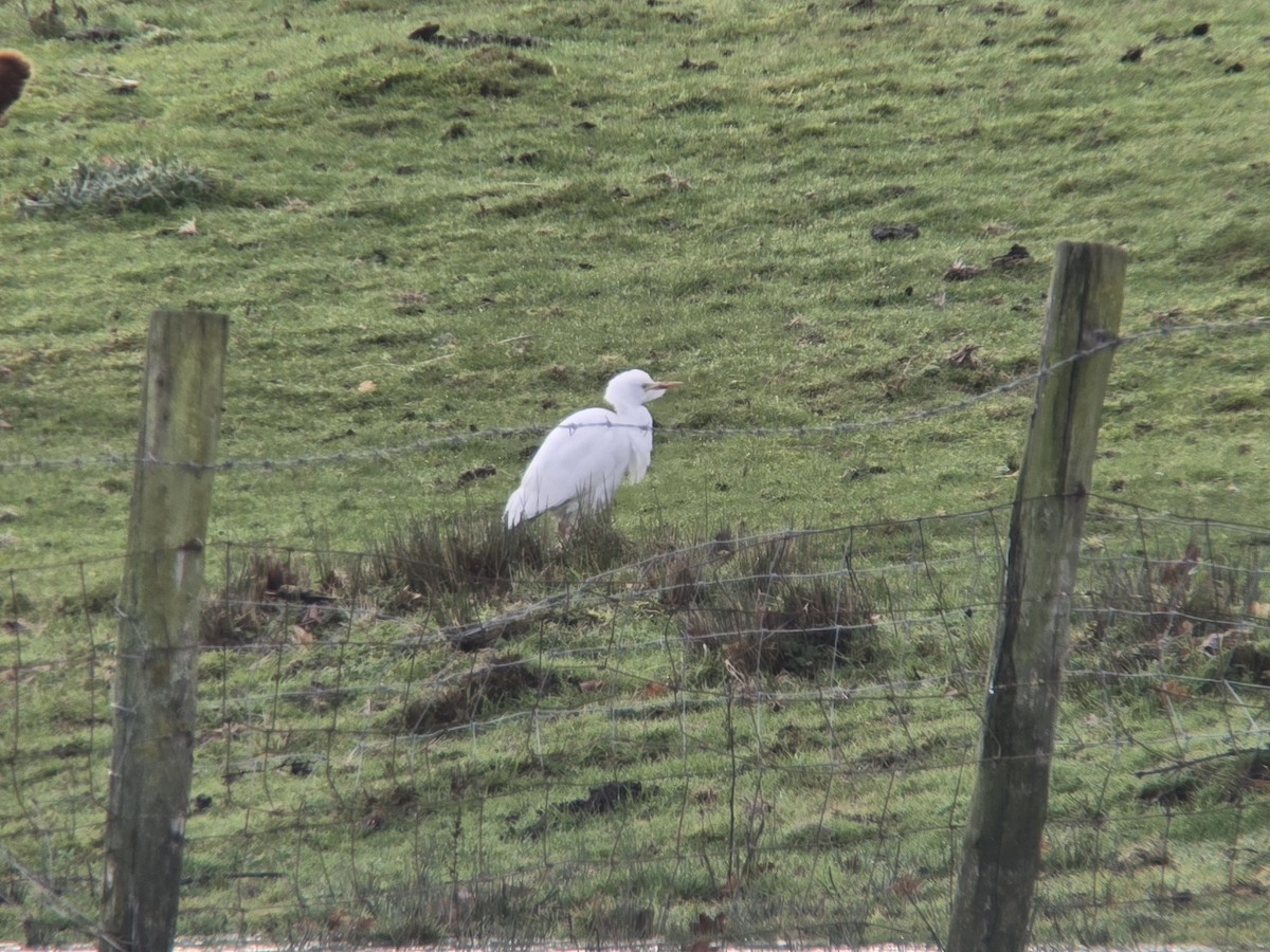 Western Cattle-Egret - ML645782749