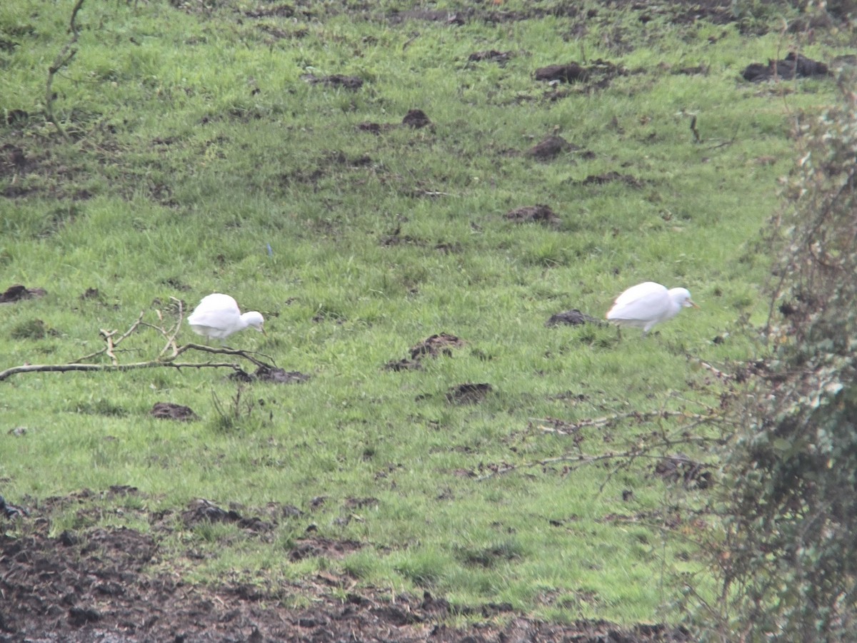 Western Cattle-Egret - ML645782750