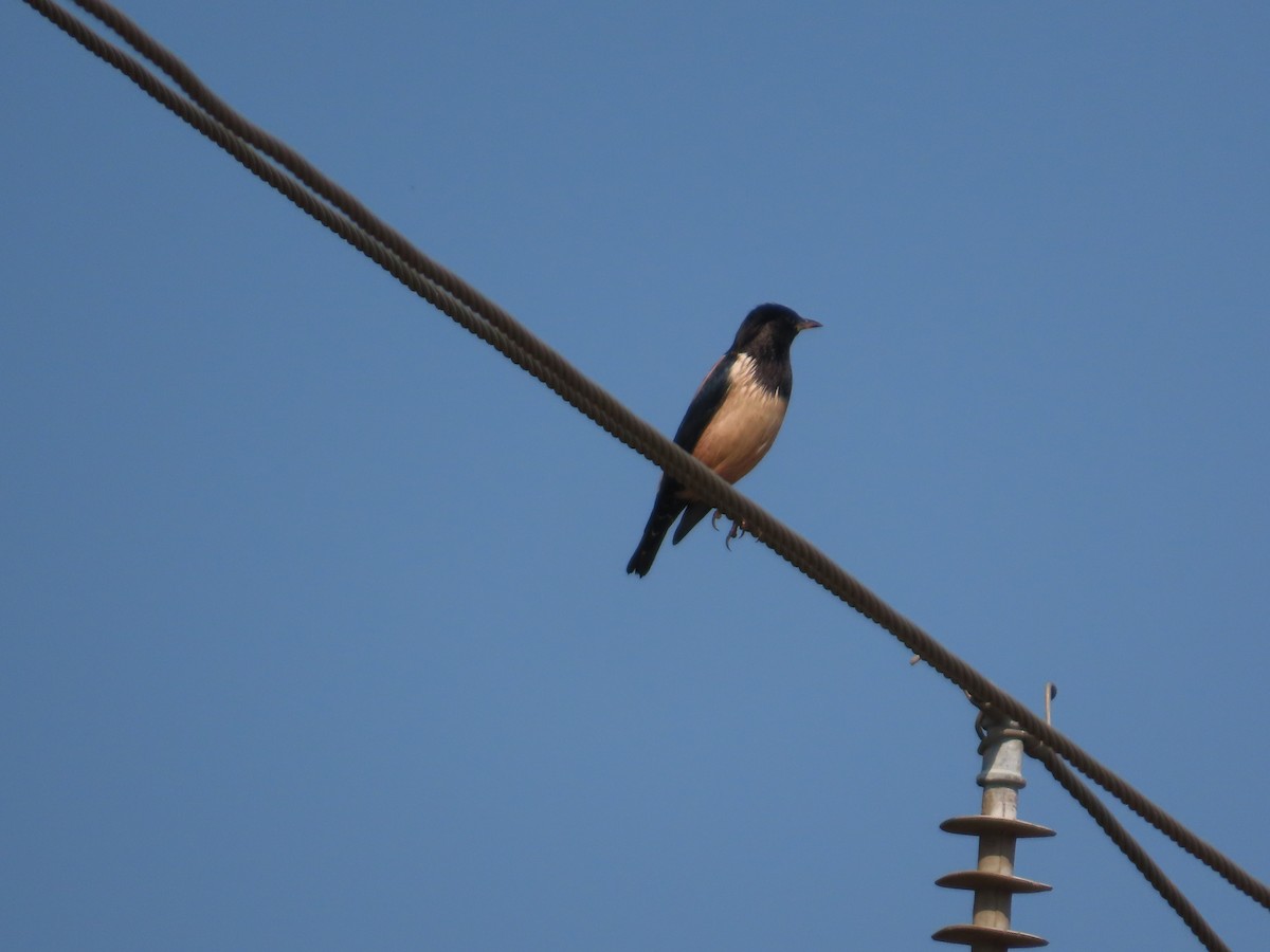 Rosy Starling - ML645782755