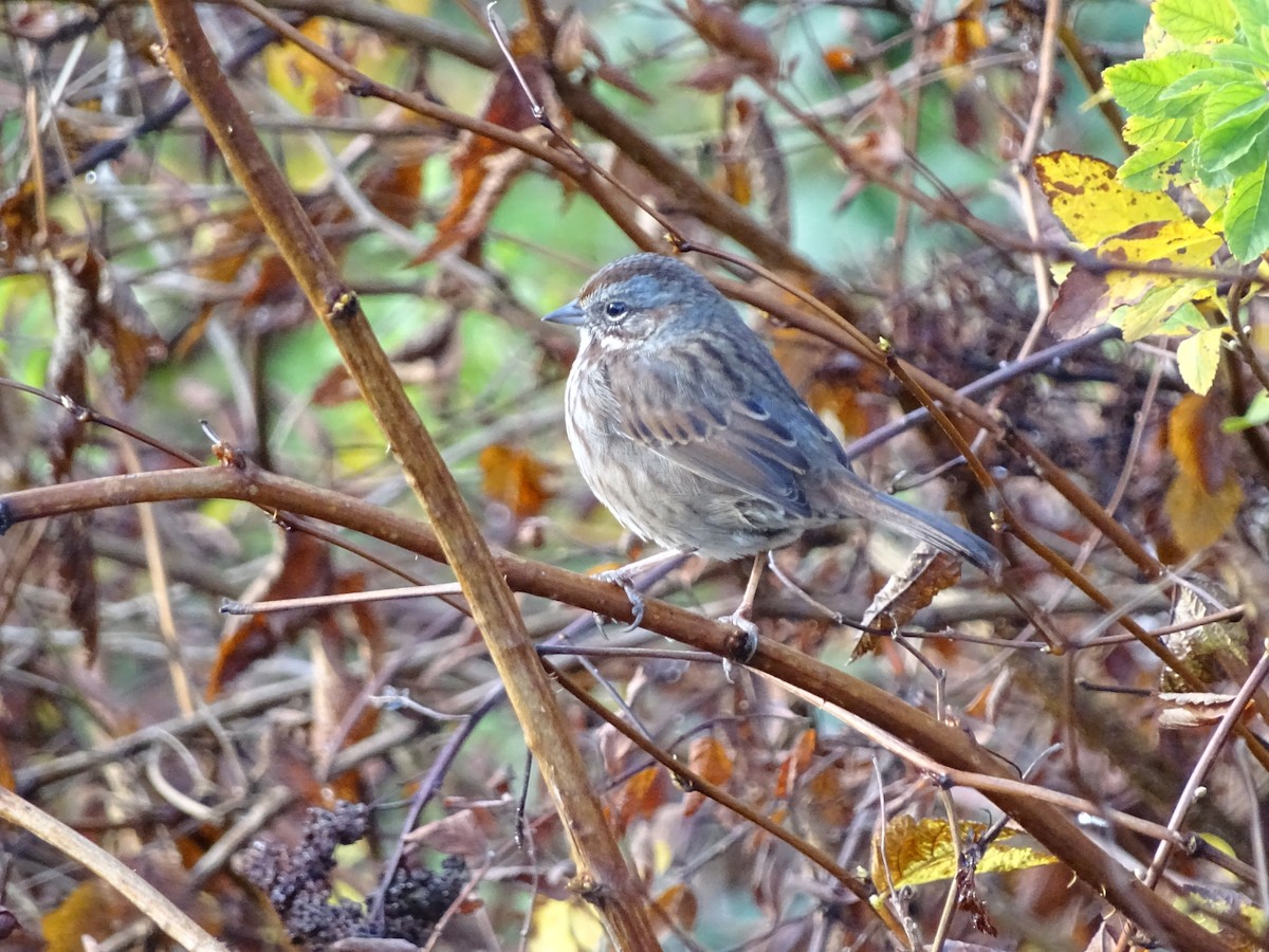 Song Sparrow - ML645782758