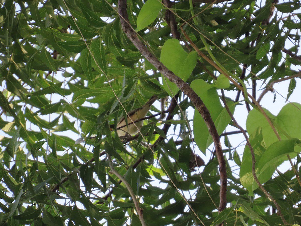 østsanger - ML645782759