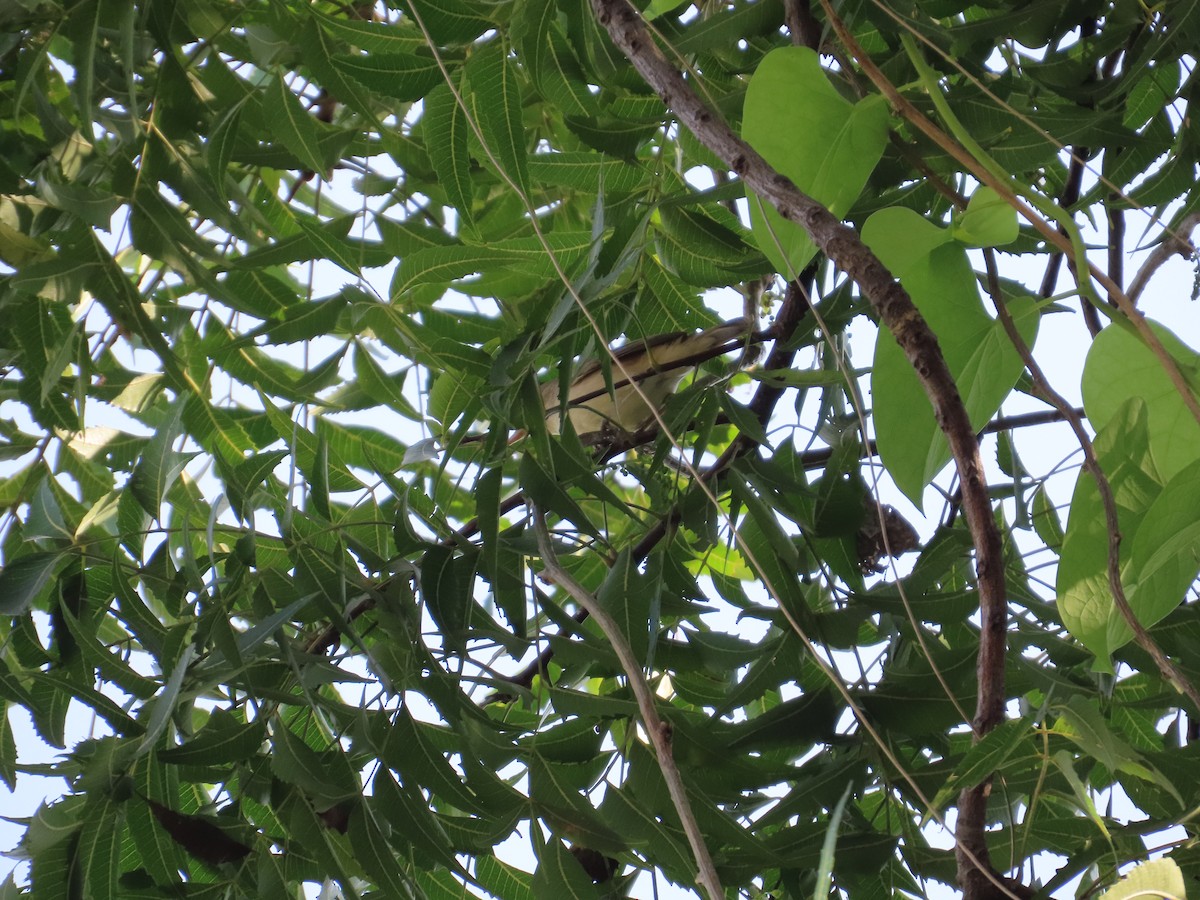 østsanger - ML645782760