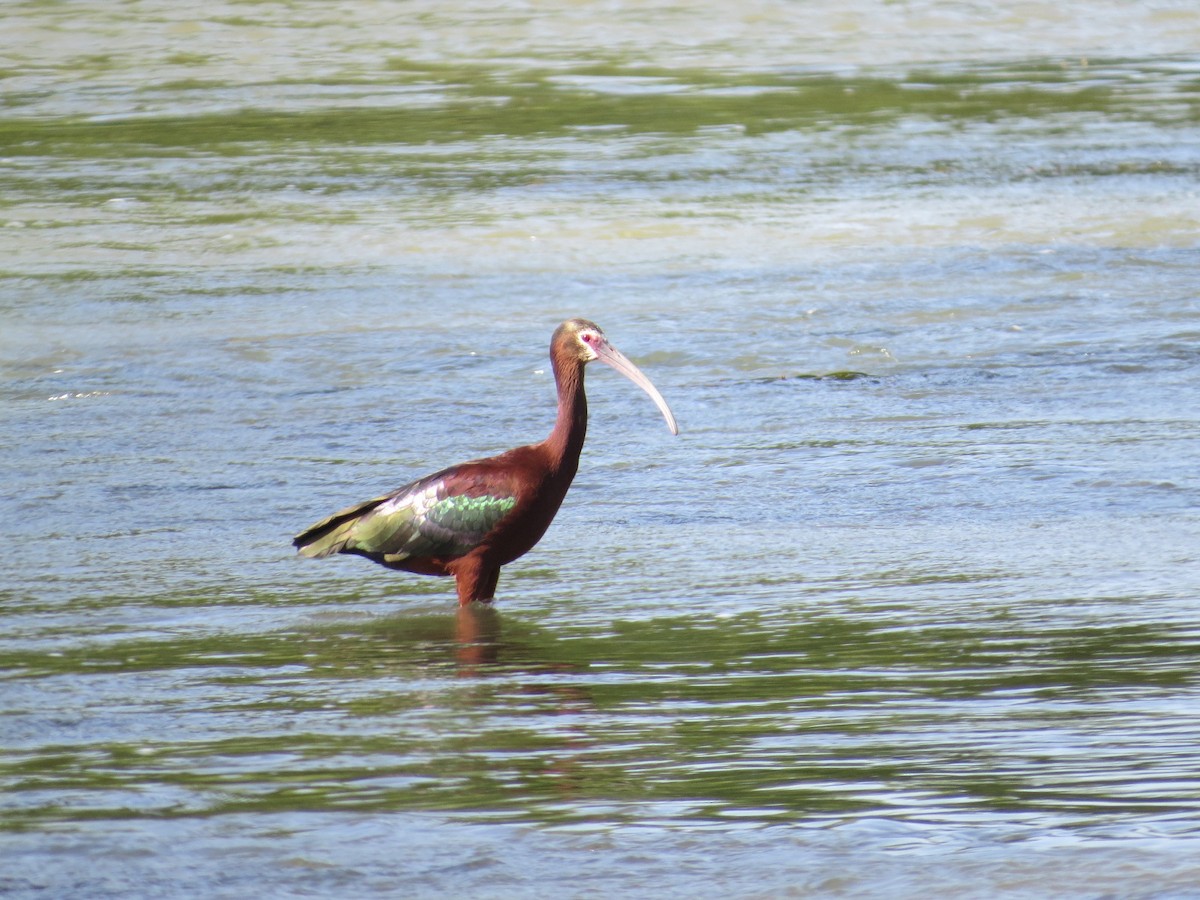 Beltzaran musuzuria - ML645782762