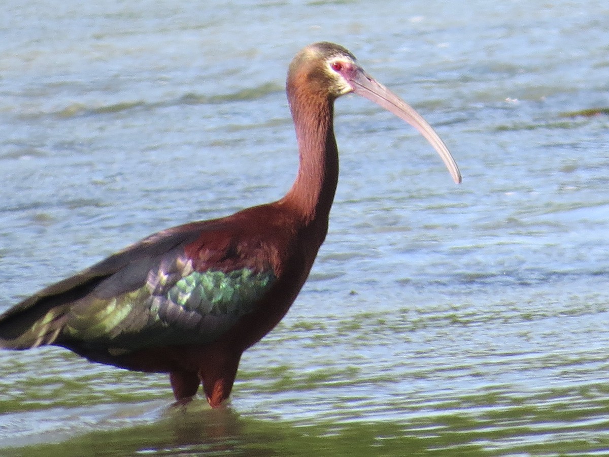 Beltzaran musuzuria - ML645782763