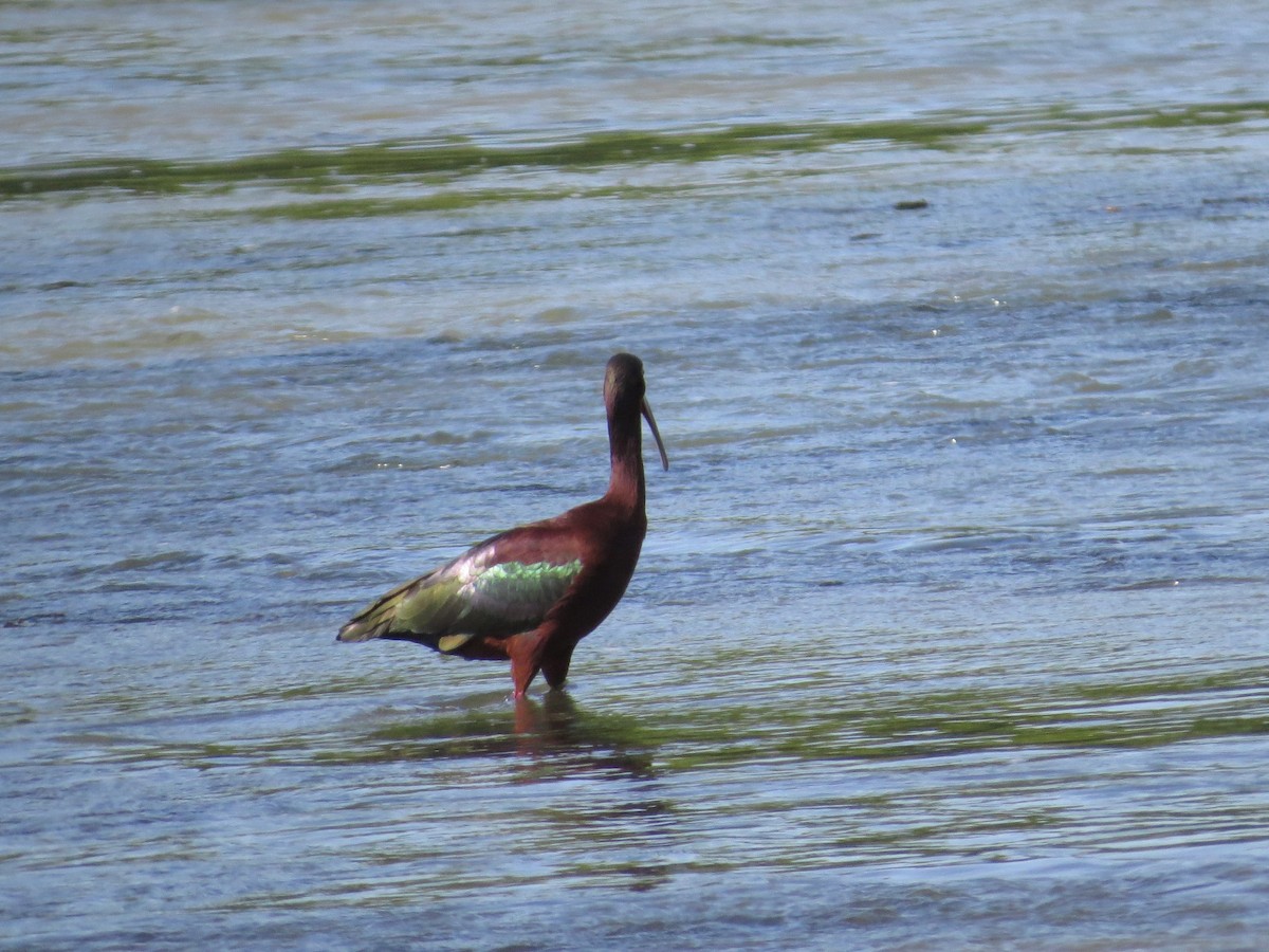 Beltzaran musuzuria - ML645782766