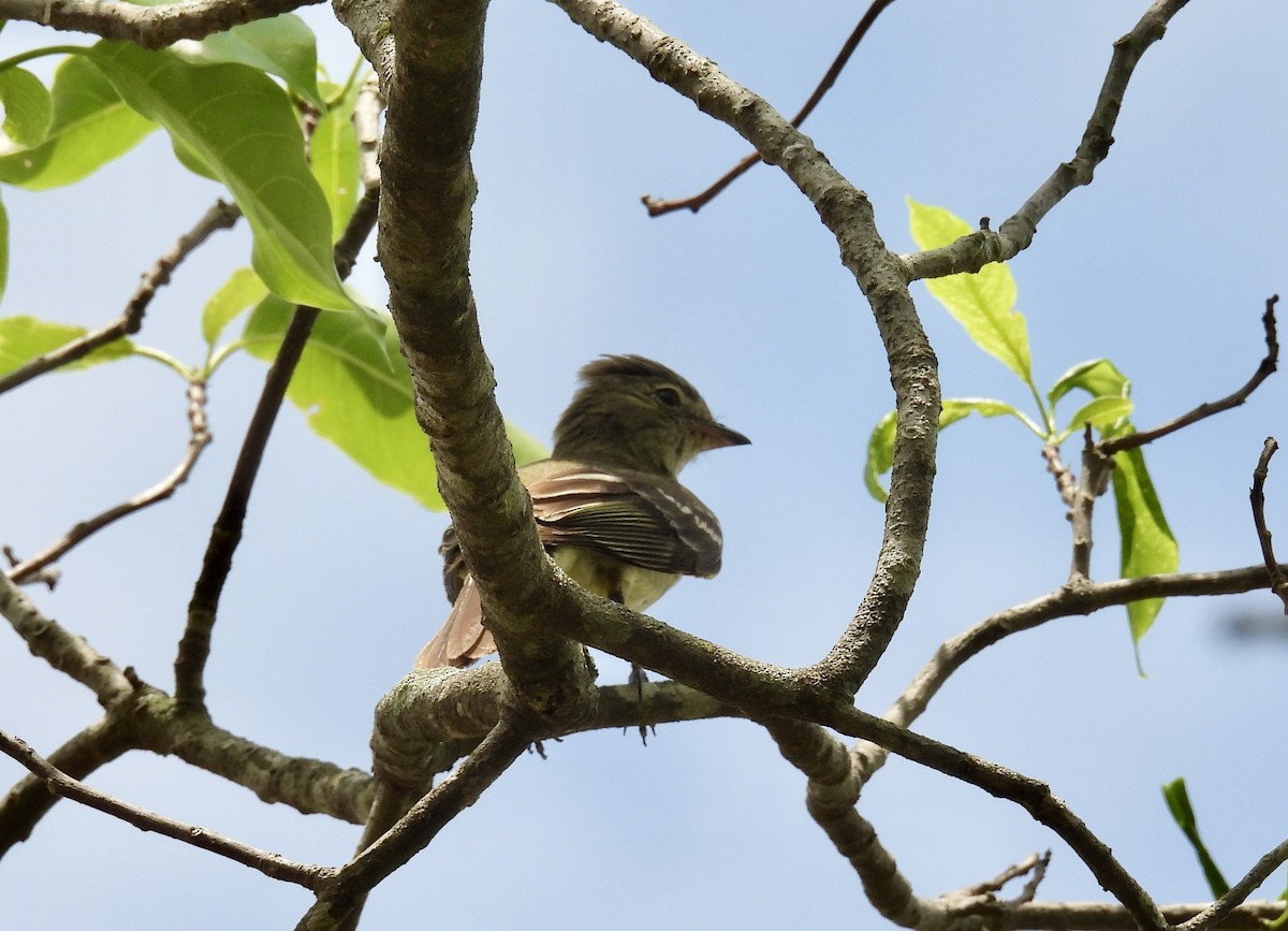 Желтобрюхая эления - ML645782777