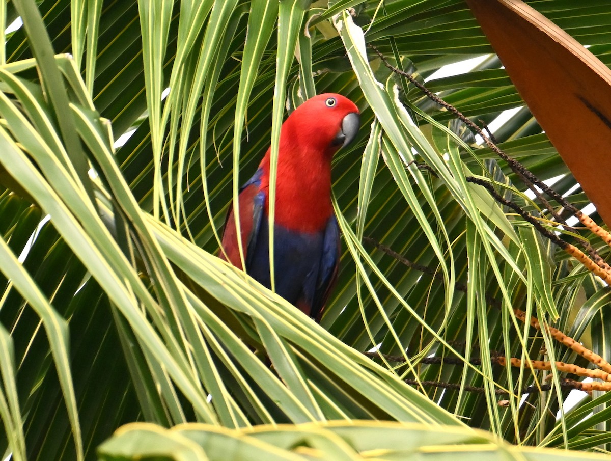 Papua Eklektus Papağanı - ML645782793