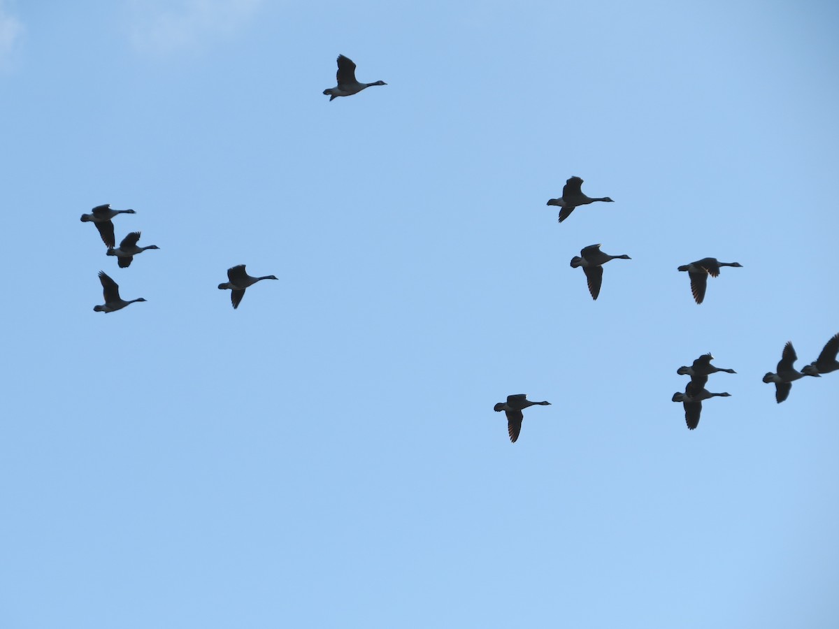 Barnacla Canadiense Grande - ML645782794