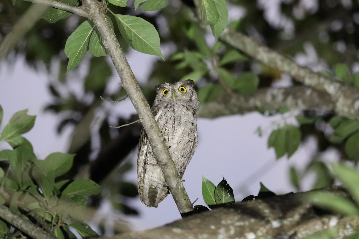 Центральноамериканская совка - ML645782795