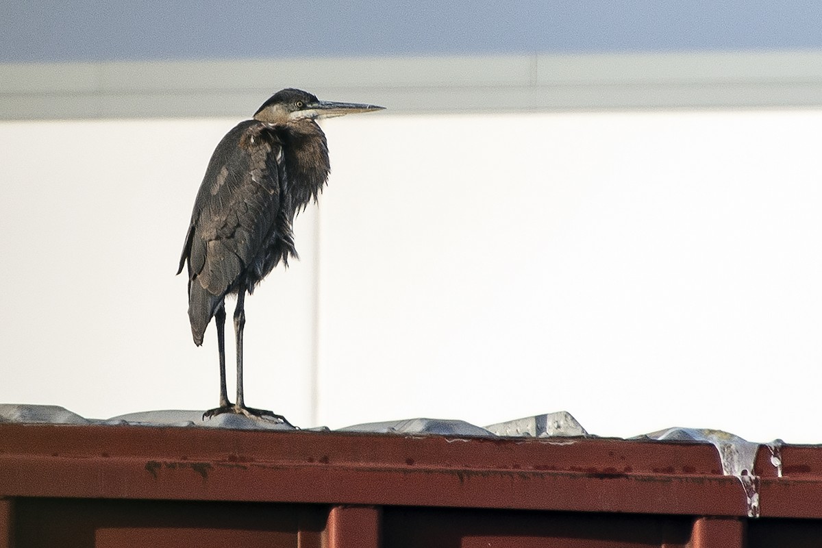 volavka velká - ML645782798