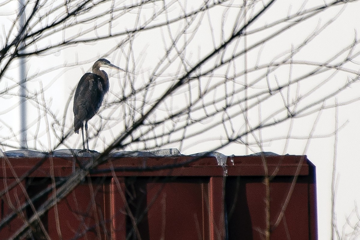 volavka velká - ML645782799