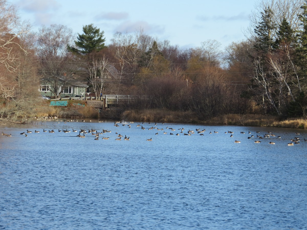 Barnacla Canadiense Grande - ML645782802