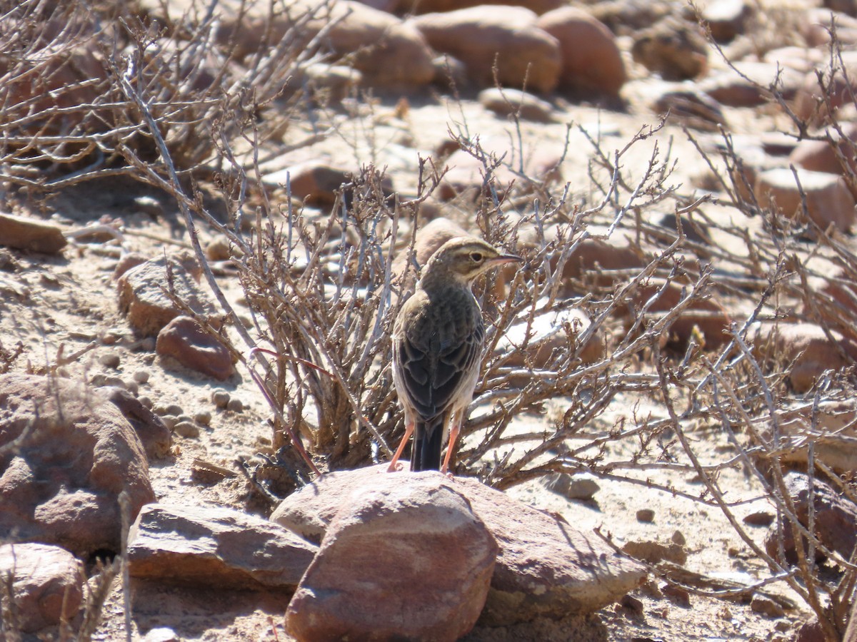 Nicholson's Pipit - ML645782804