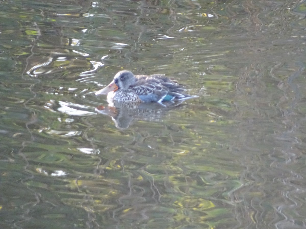 Халбага нугас - ML645782805