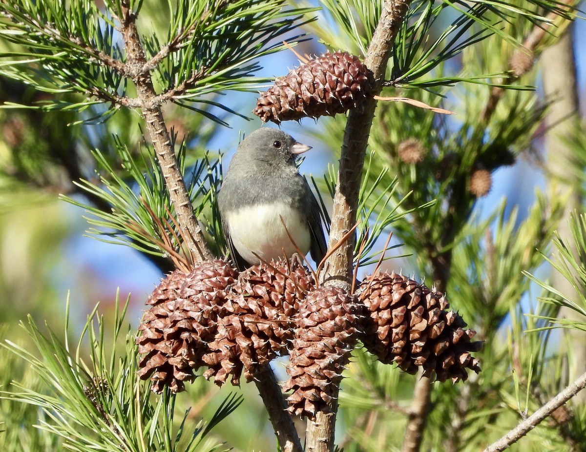 Dark-eyed Junco - ML645782806