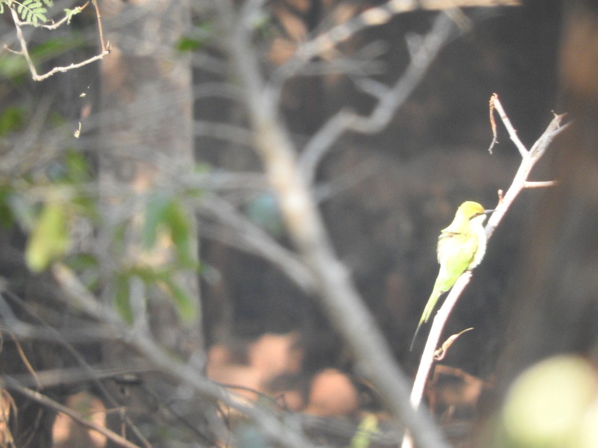 Asian Green Bee-eater - ML645782813