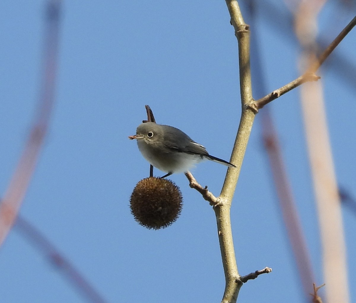 Blue-gray Gnatcatcher - ML645782822