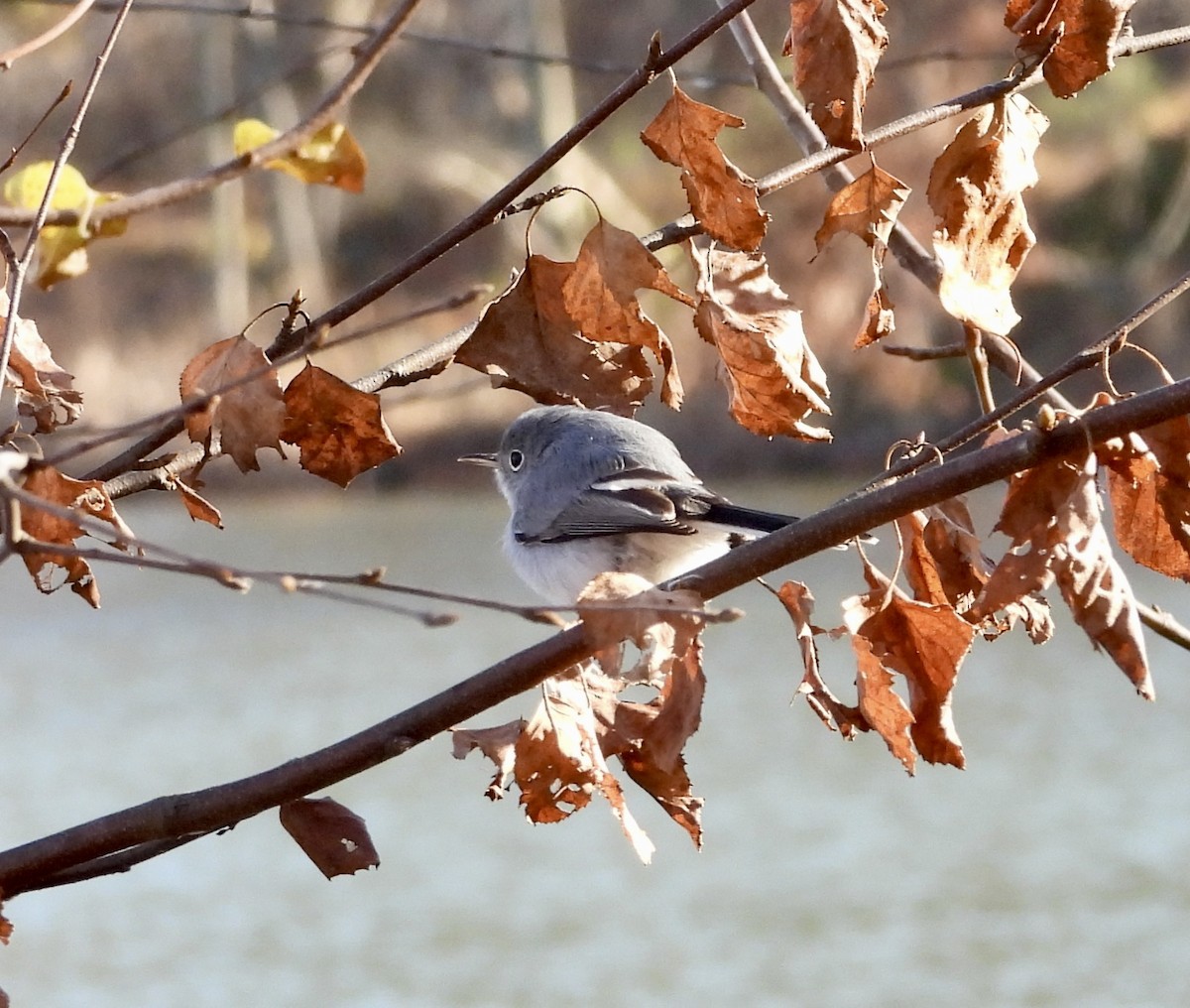 Blue-gray Gnatcatcher - ML645782823
