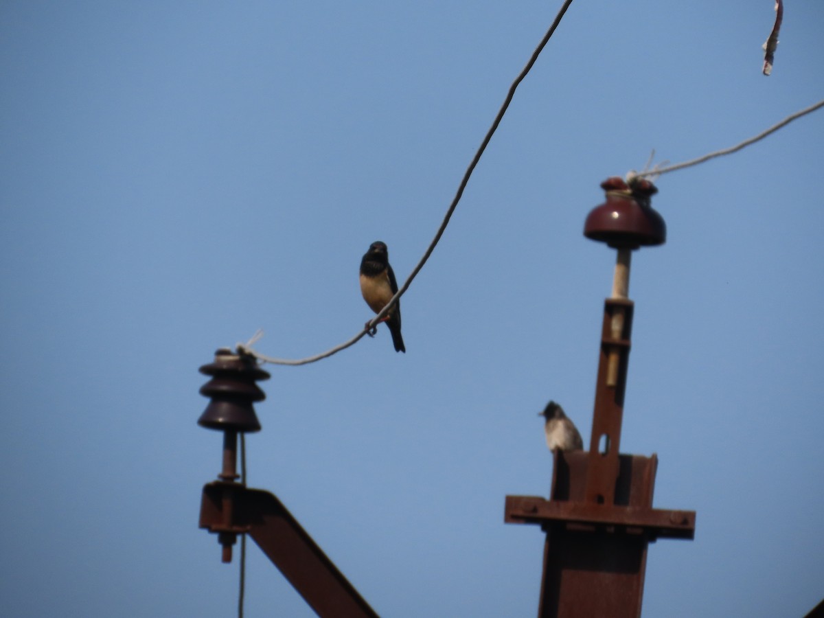Rosy Starling - ML645782824